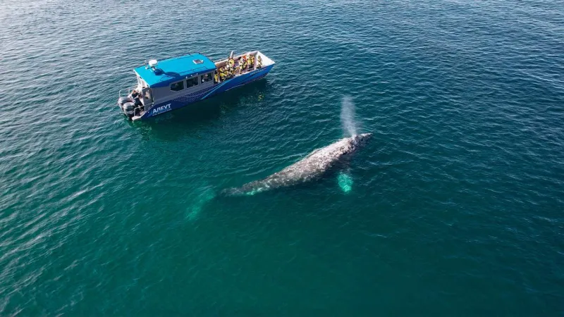 ALEUT LC112 Explorer, фото: 16