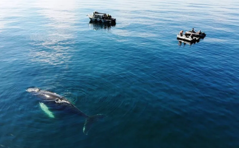 Алюминиевая лодка Моторная яхта Ямал-29М, фото: 89