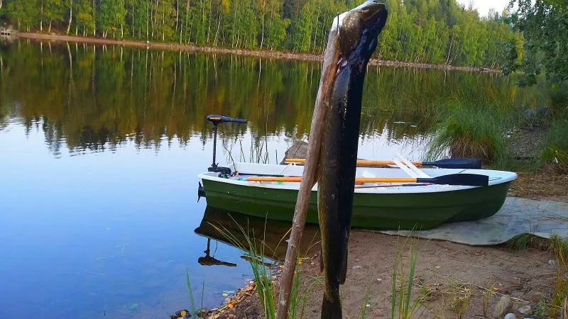  Афалина 315, фото: 24